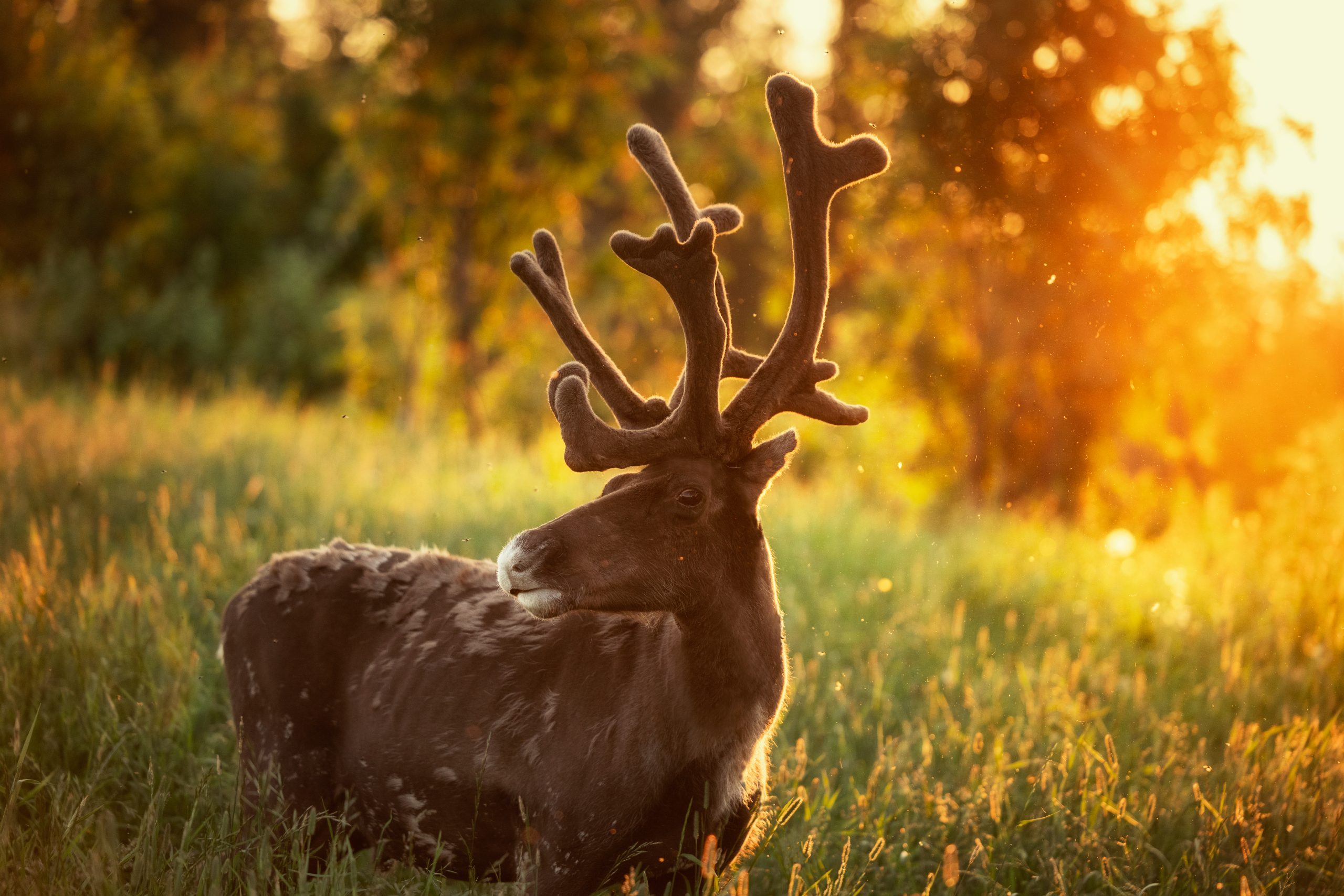 Tierwelt in Finnisch Lappland